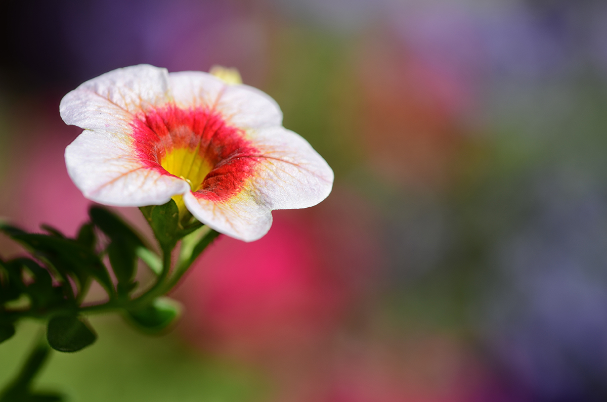 Calibrachoa with Petunias