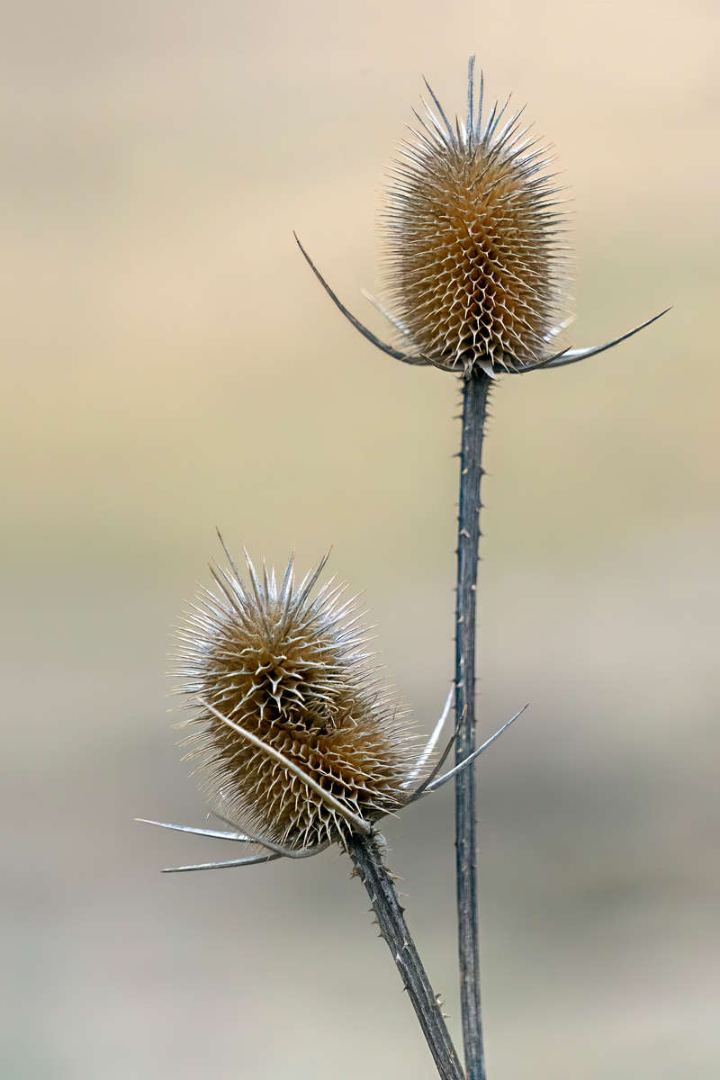 Prairie Duet