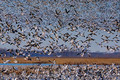 Wings across the Wetlands