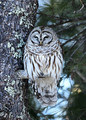 Barred Owl