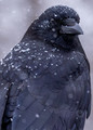 A Crow In The Snow