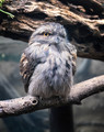 Grumpy Guardian