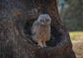 Owlet Outlet!