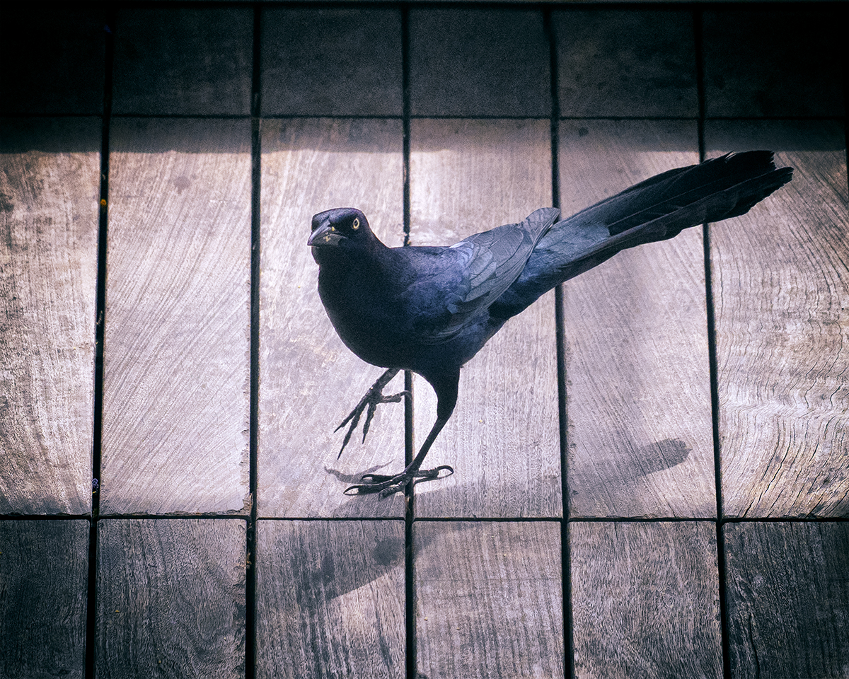Common grackle