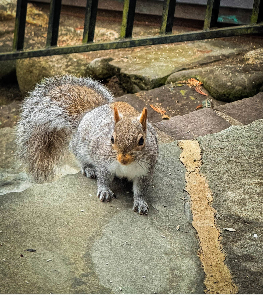 Snack Inspector