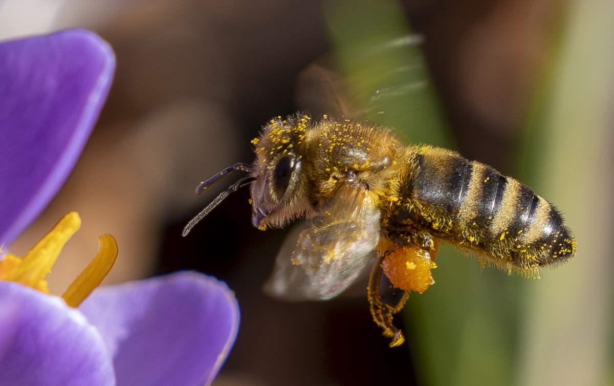 busy bee