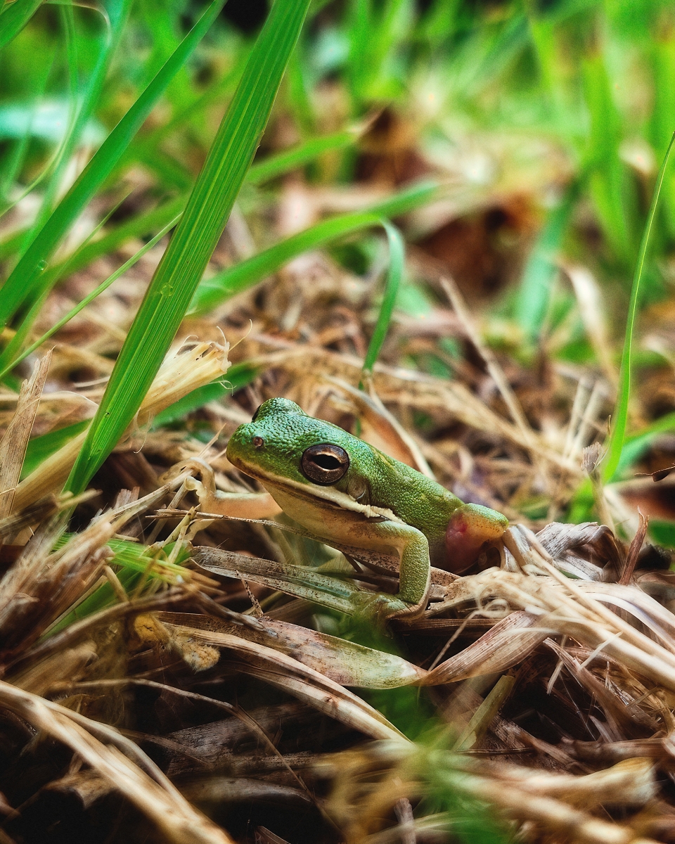 Hidden in Green