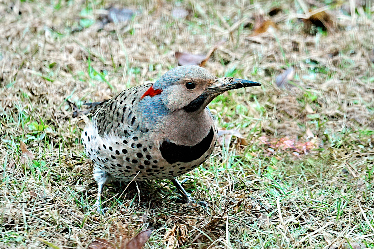 Northern Flicker