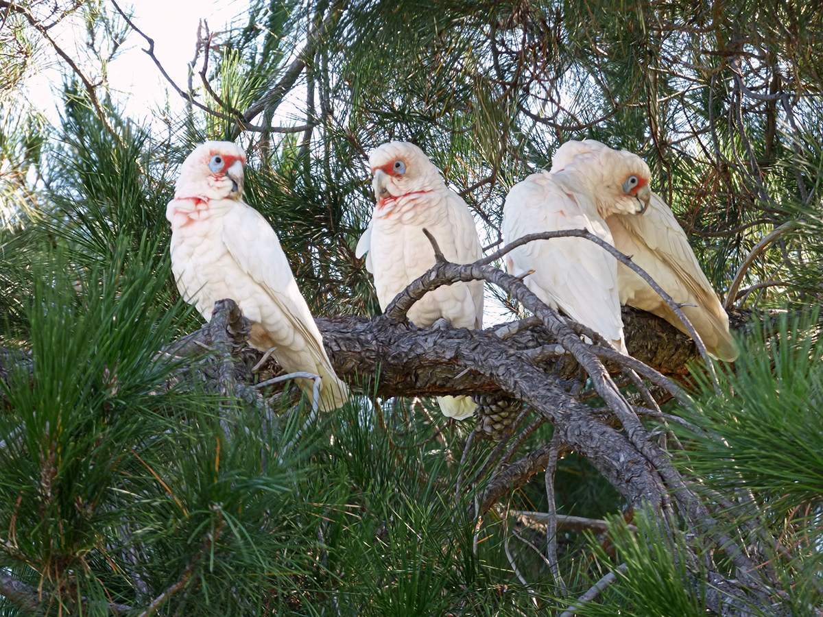 Corellas