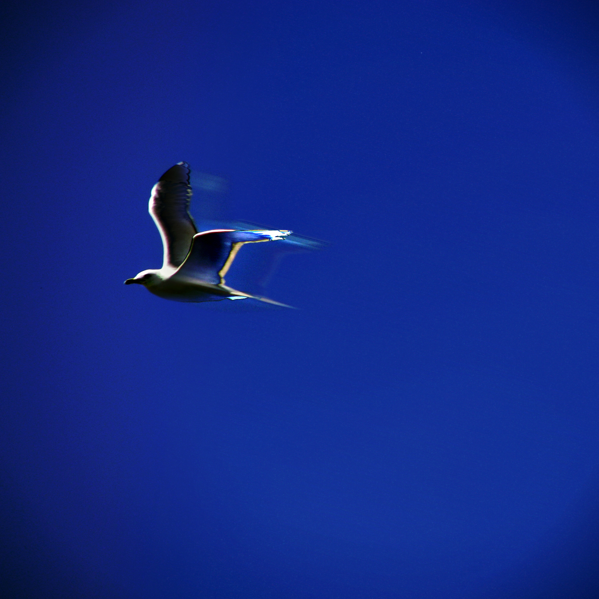 Supersonic Seagull