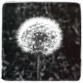 What do wishes look like?