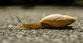 I have a house but no doors,  a tongue but no voice, I leave a silver path wherever I go.  Who am I?