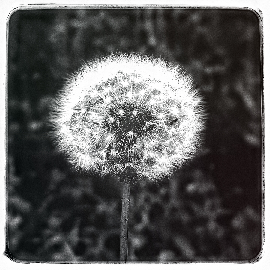 What do wishes look like?