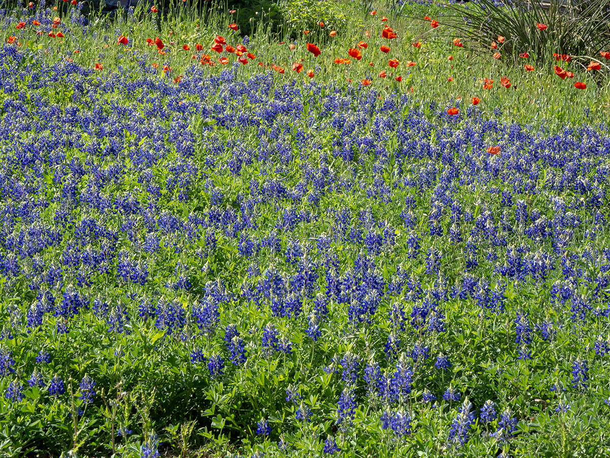 What is the Texas state flower? (not the poppies)