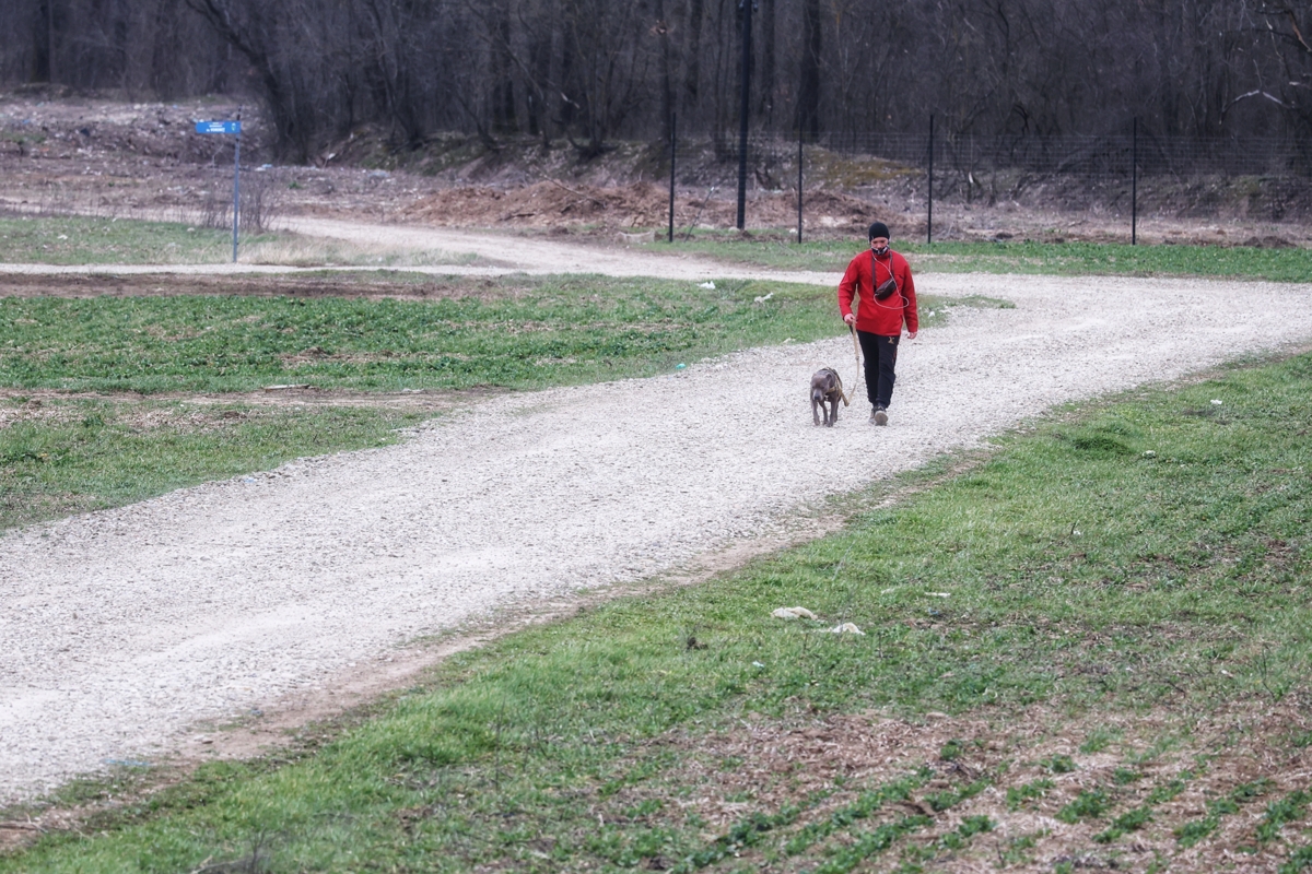 the dog walker