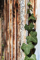 Old privacy fence