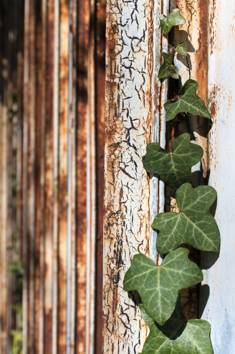 Old privacy fence
