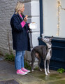 Whippet