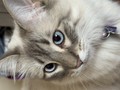 Faithful Gaze