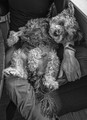 pet paradise