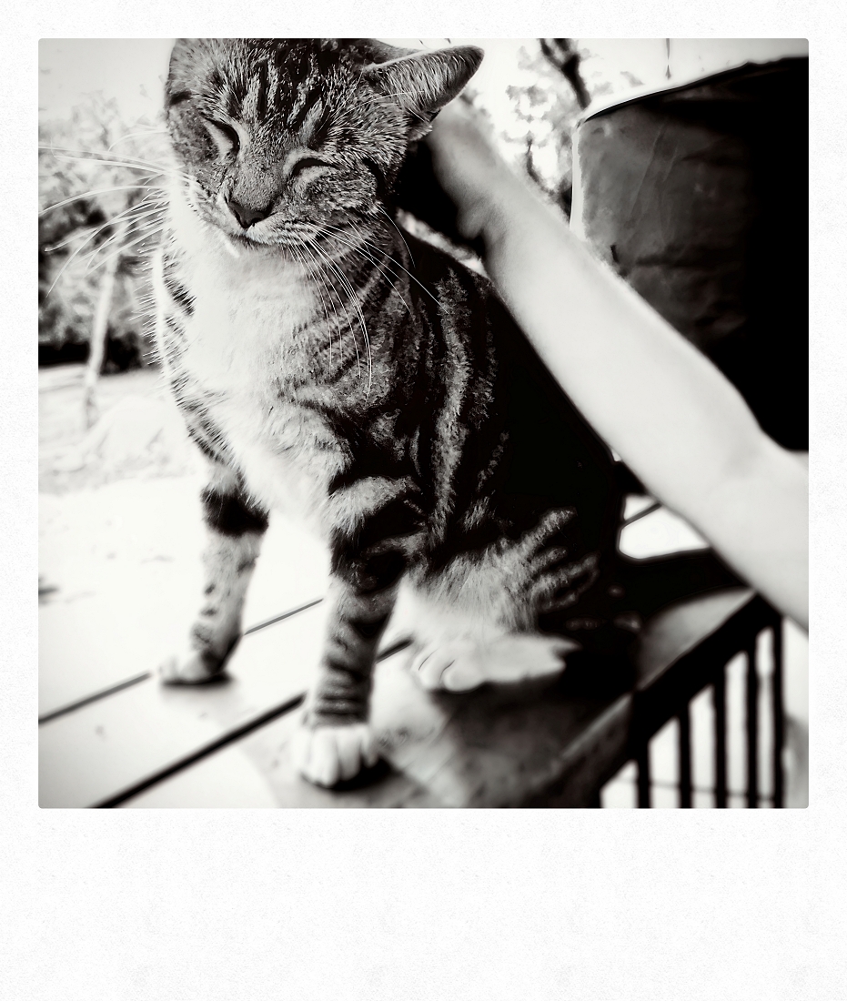 Purr