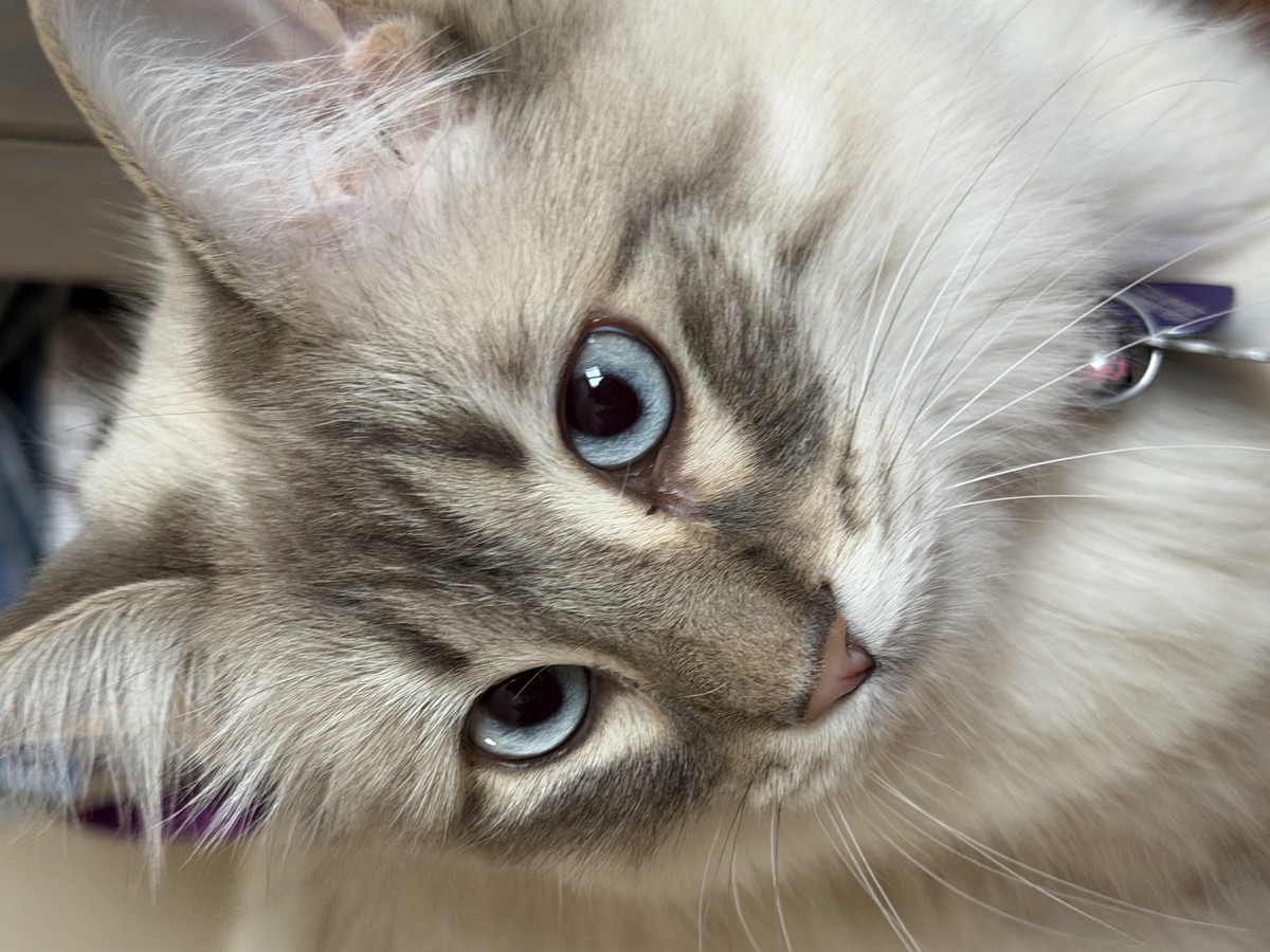 Faithful Gaze