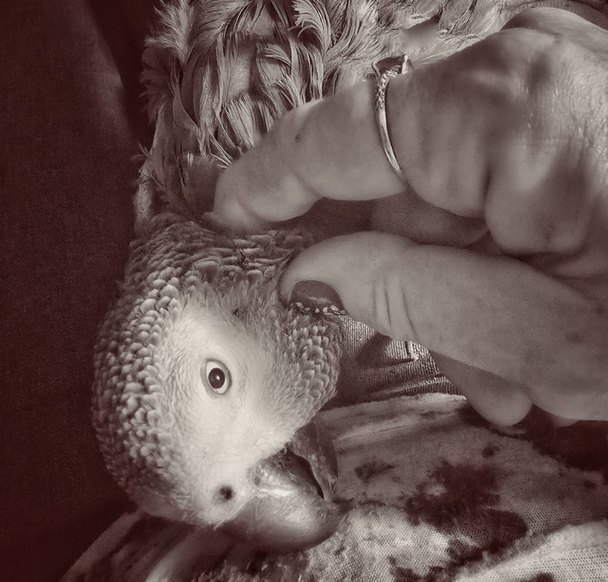 Lap Parrot