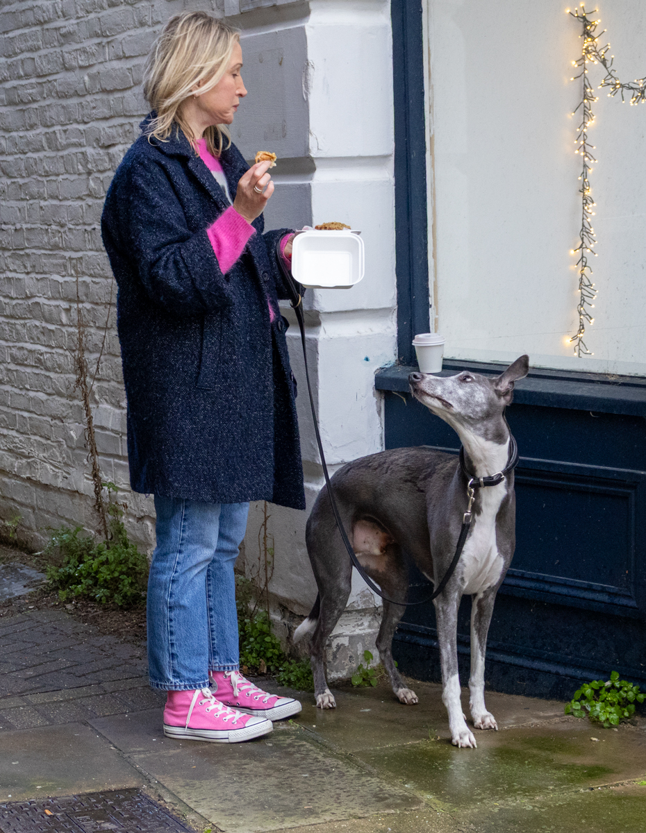 Whippet