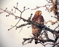 Vigilant