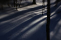 chasing the light