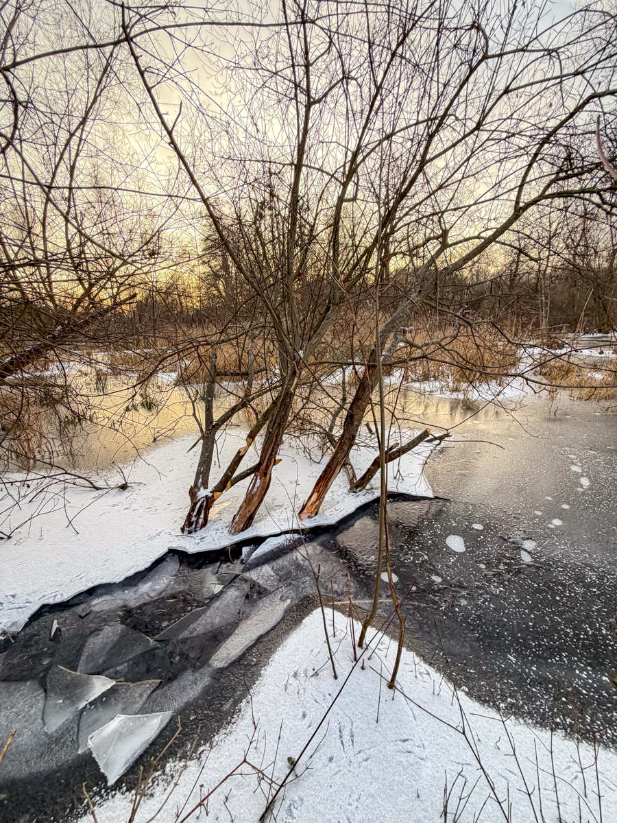 Pale Winter