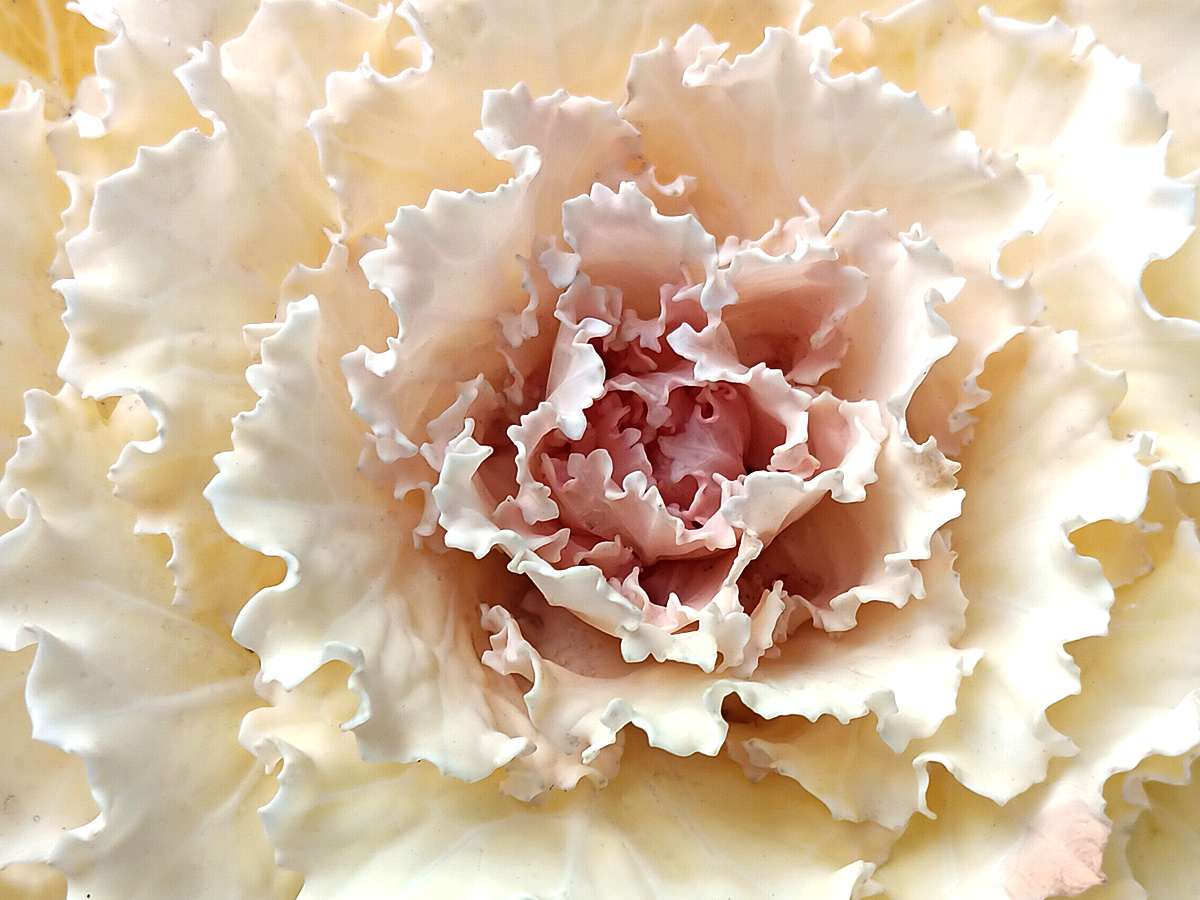 Winter Cabbage