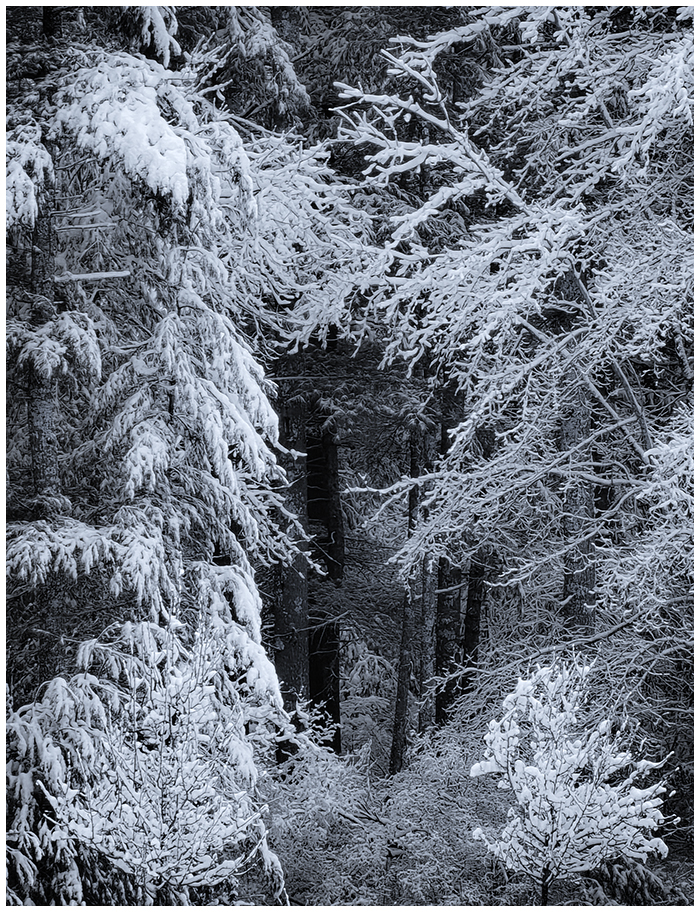 The Magic Forest