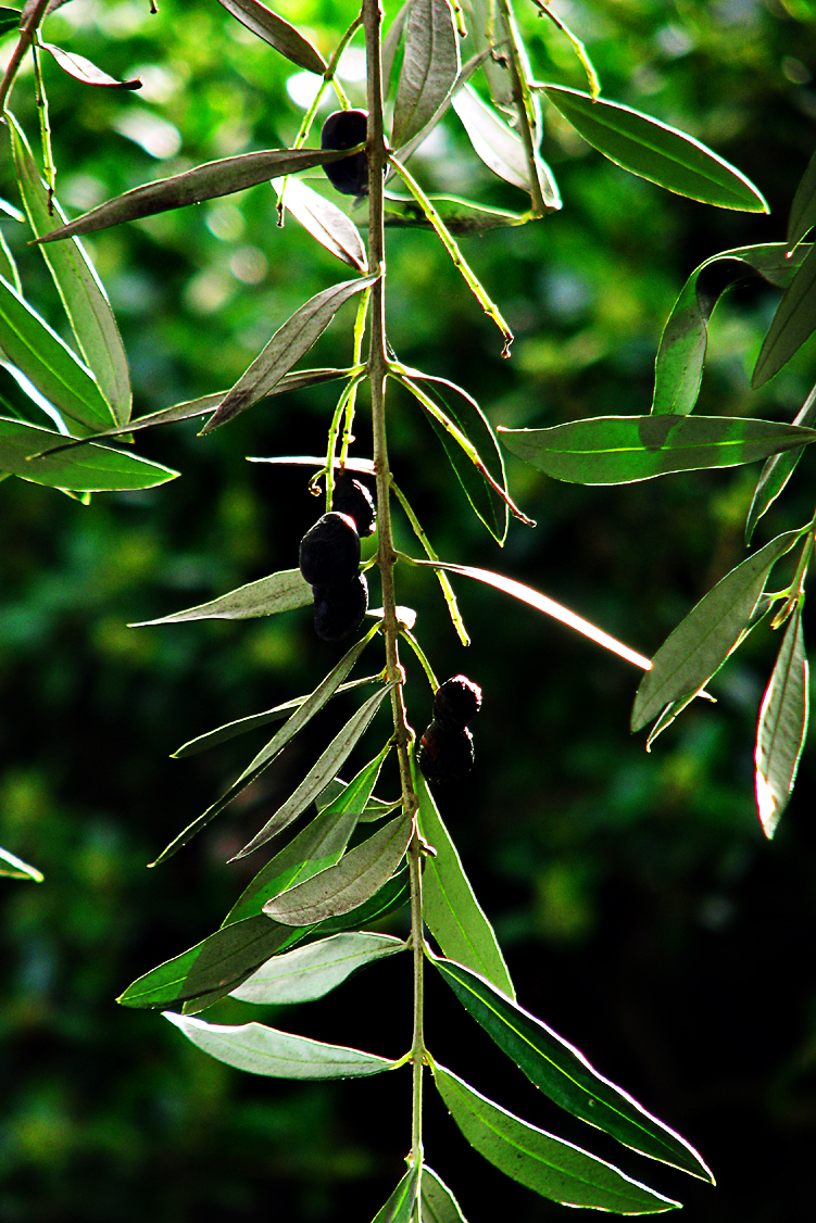 Extending the Olive Branch