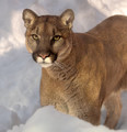 Cougar in the Snow