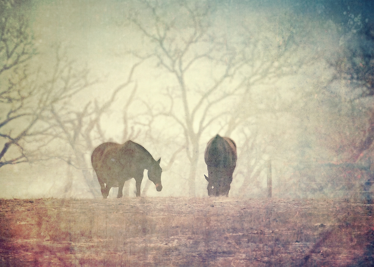 Winter Grazing