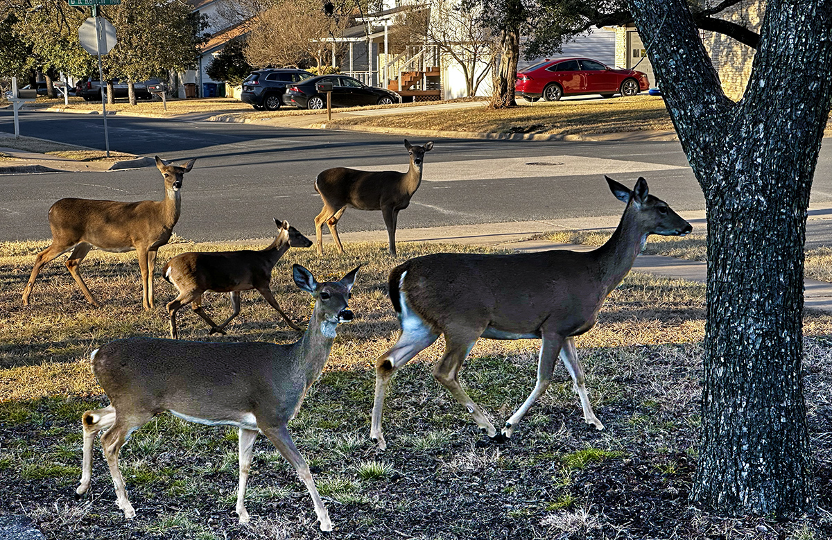 the evening herd