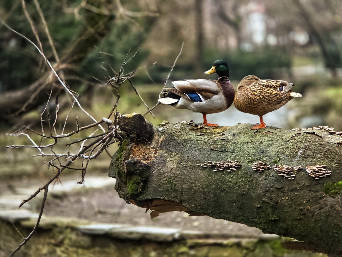 park ducks