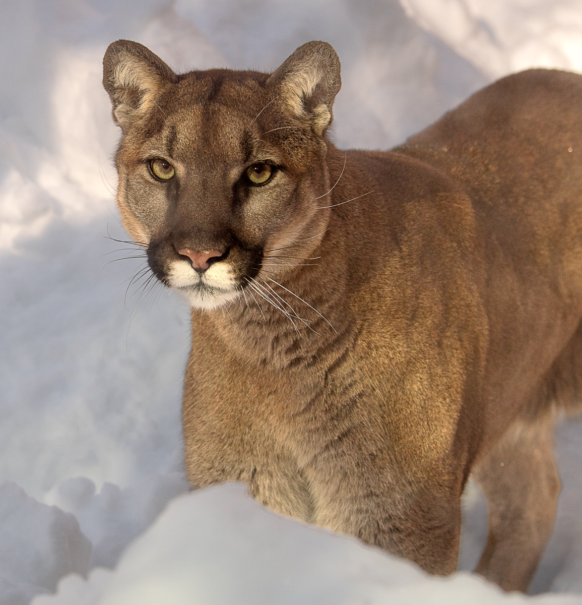 Cougar in the Snow