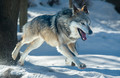 Grey Wolf Leap