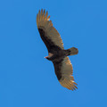 A Turkey Vulture