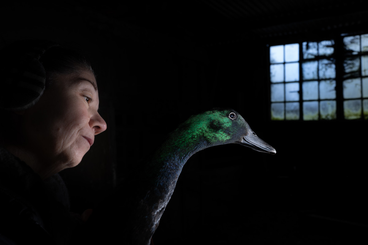 Emerald duck