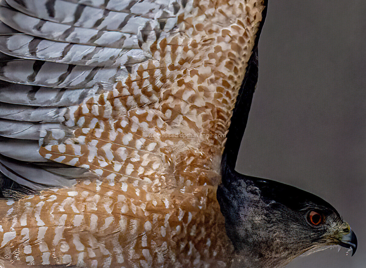 Predator