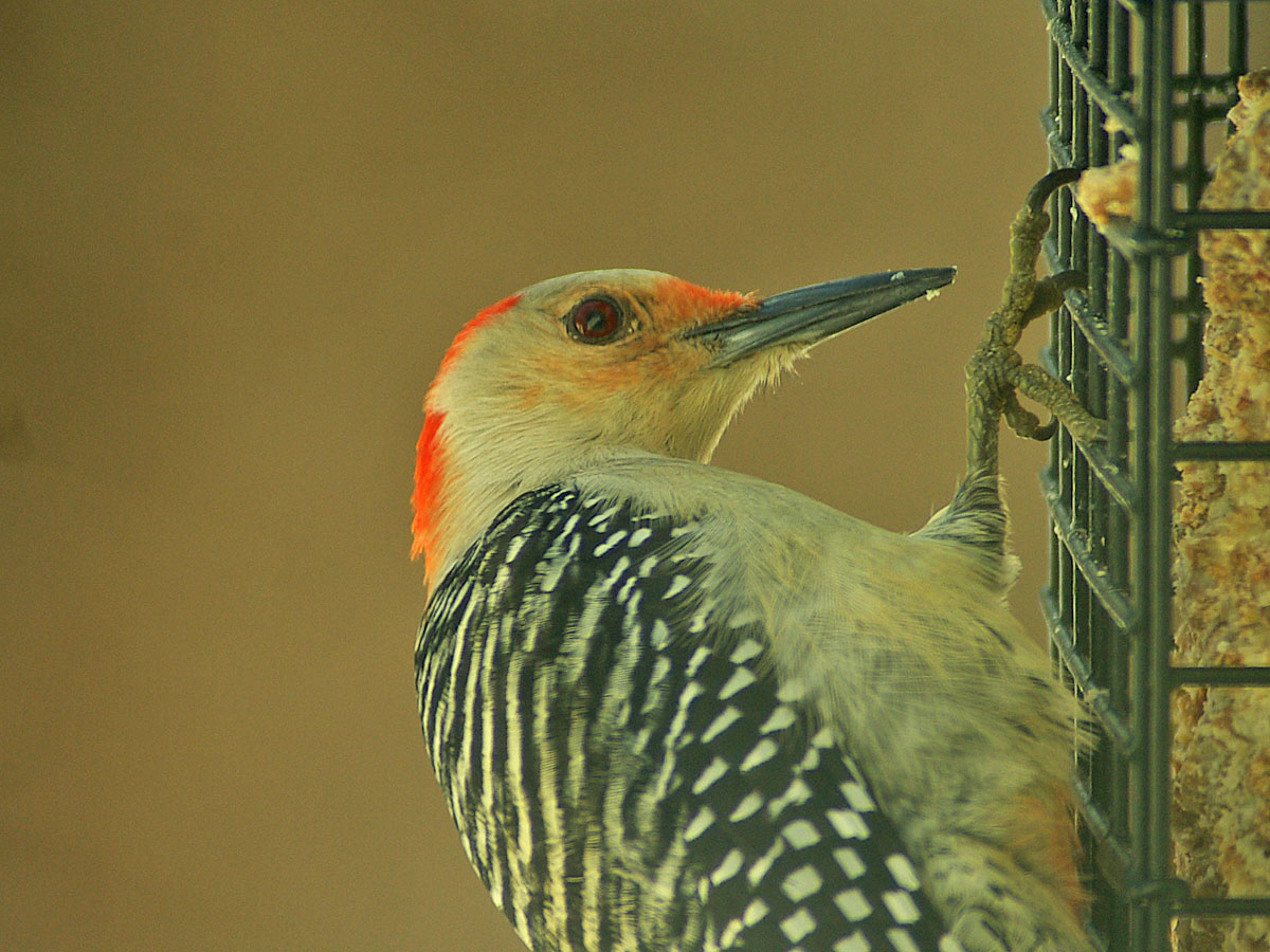 Female woodpecker