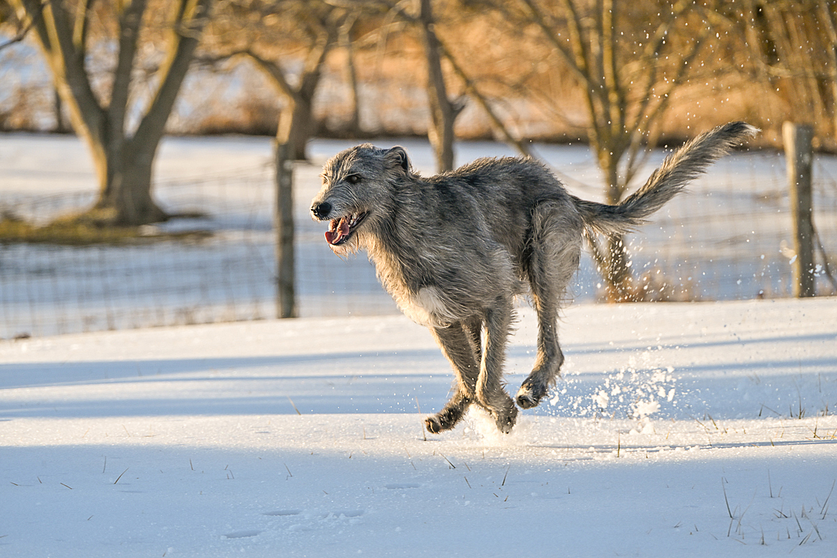 Flying Through the Snow