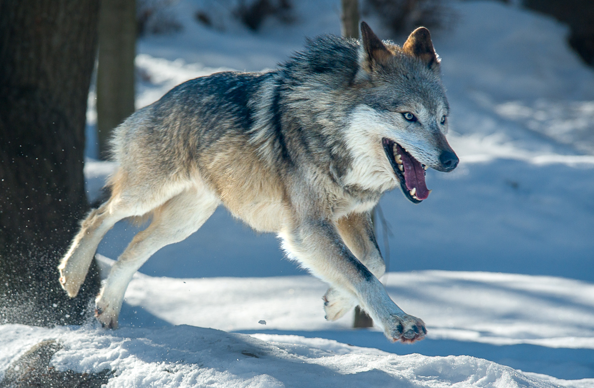 Grey Wolf Leap