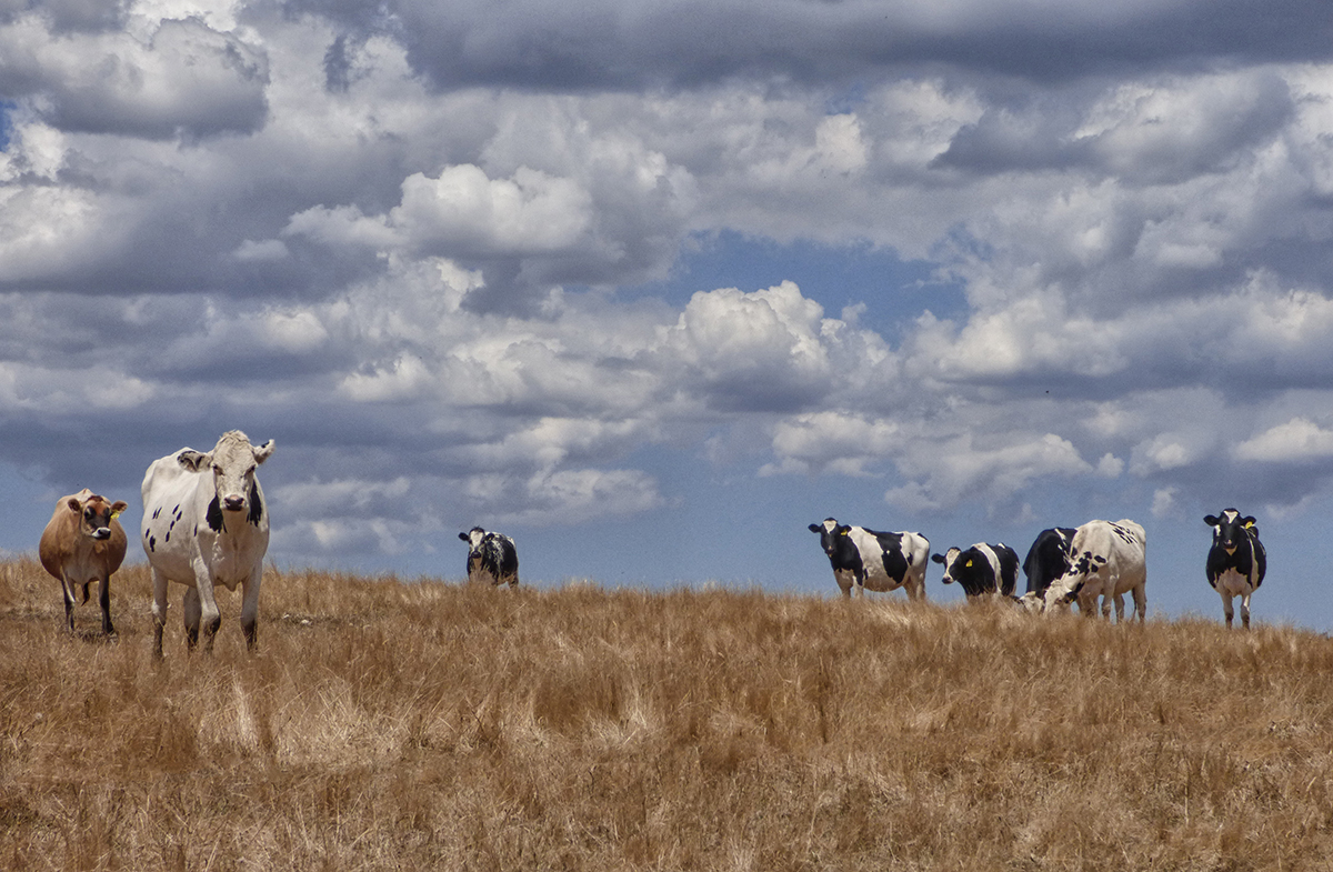  Moo to You, Too.