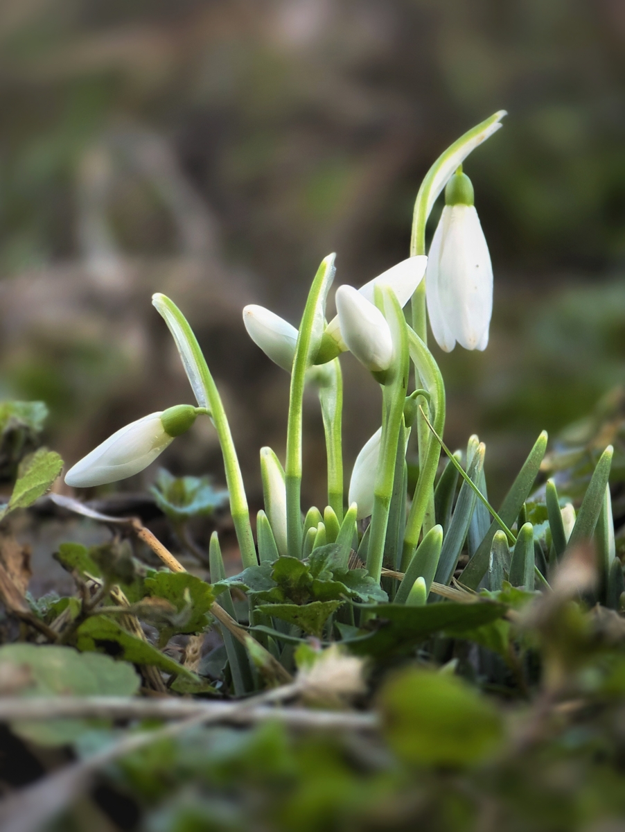 spring's first song