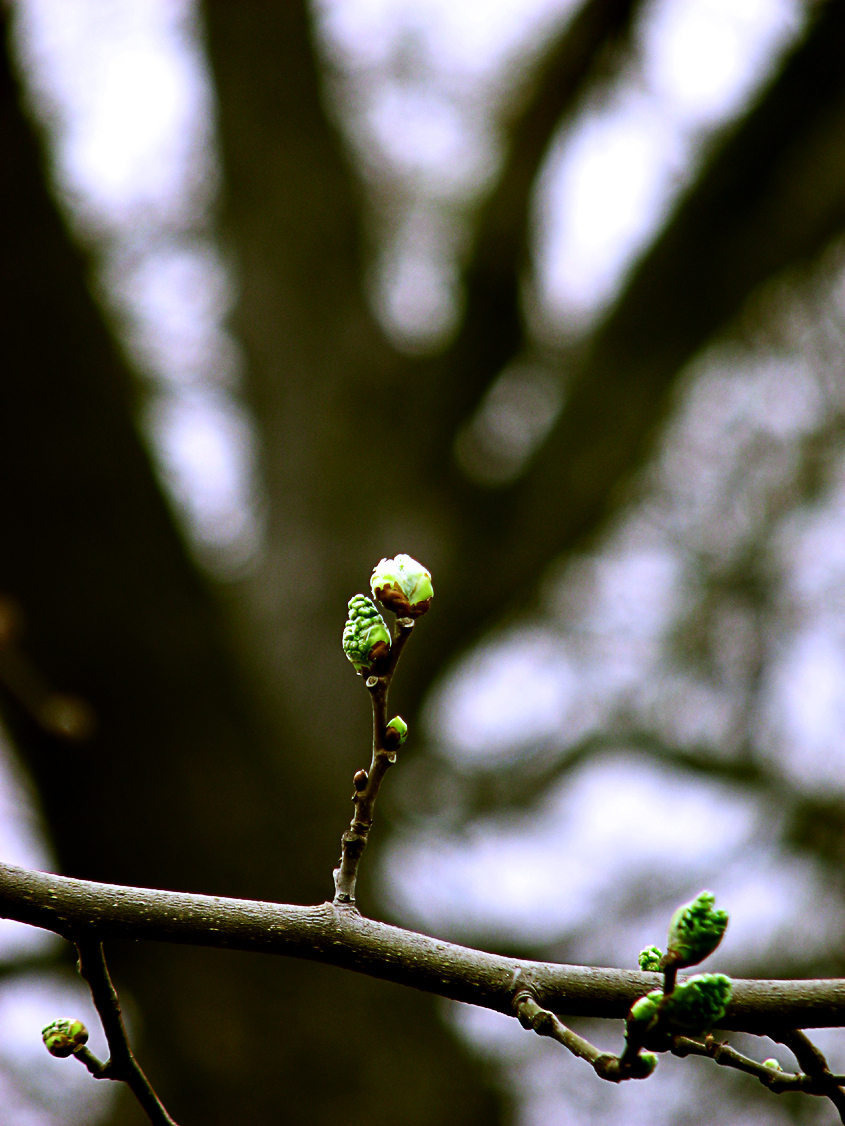 Mulberry Buds
