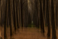 Where the Trees Become Art